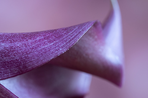 Closeup of purple calla lily curves against light purple background. in United States, District of Columbia, Washington