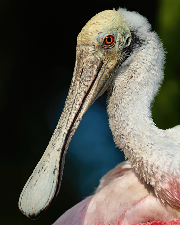 A Closeup Portrait of a Roseate Spoonbill in St. Augustine, Florida, United States