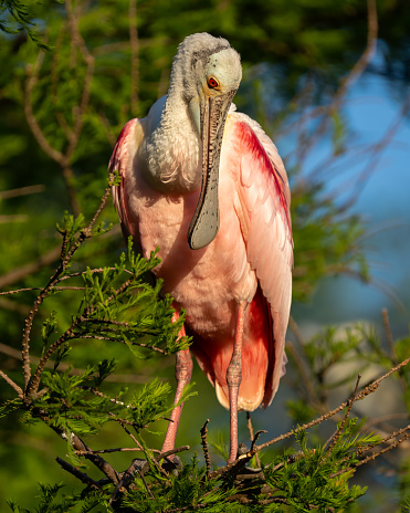 A Roseate Spoonbill Preening His Feathers in St. Augustine, Florida, United States
