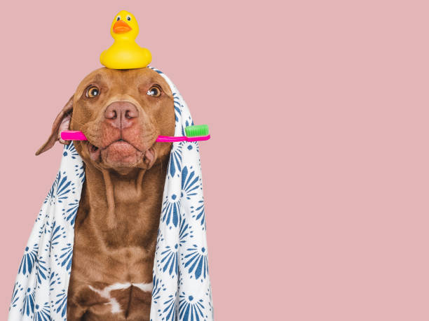istock Cute dog, toothbrush and yellow rubber duck 1680870921