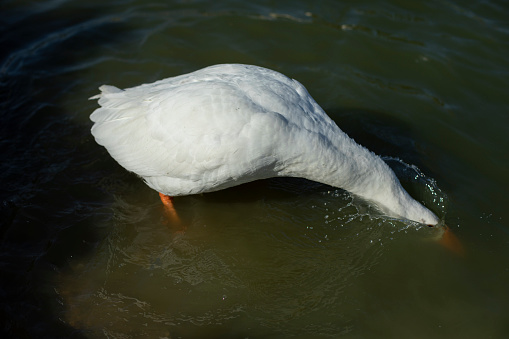 Goose lowered its head under water. in Moscow, Moscow, Russia