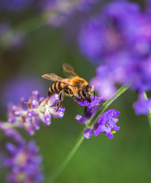 istock Bee collecting pollen from lavender flowers on summer day. 1680874200