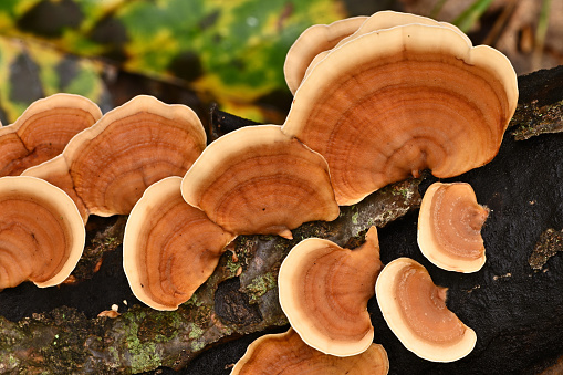 Study of false turkey tail mushrooms (Stereum lobatum) on log in the Connecticut woods. A common bracket fungus distinguished from turkey tails (Trametes versicolor) by its more reddish color and smooth rather than porous underside.