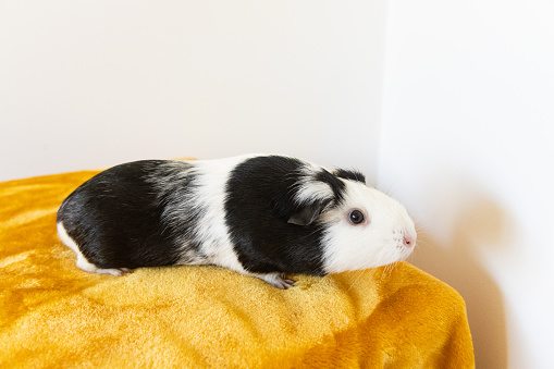 This is a photograph of a pet guinea pig indoors.