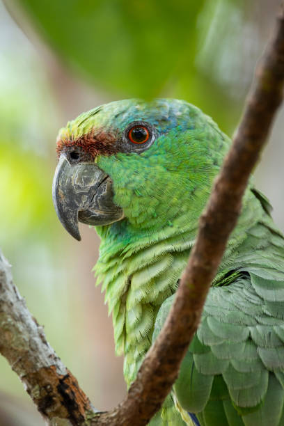 istock Beautiful view to Festive Parrot on green tree in the Amazon 1680878038