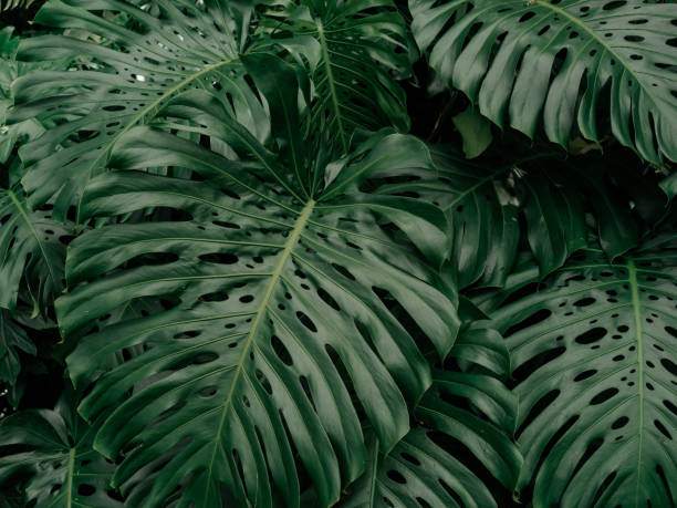 istock large tropical green Monstera leaves 1680881940