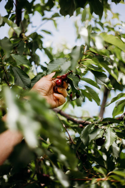 Hand reaching into a lush green cherry tree to pick ripe red cherries