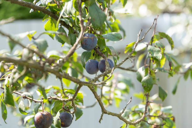 istock Garden ripe plums on a plum tree branch in an orchard. 1680886370