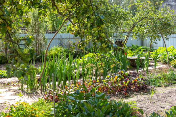 istock Garden with apple branches and vegetable beds. 1680886394
