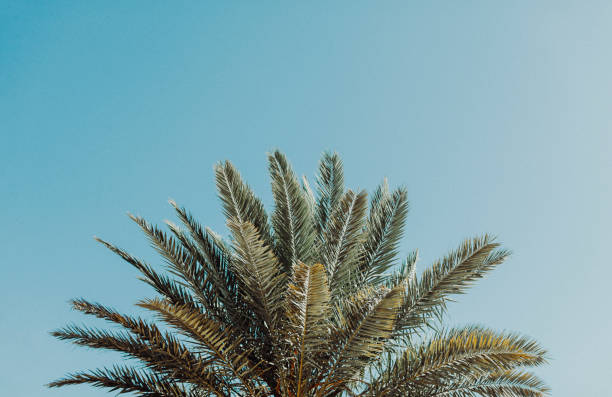 istock Tree leaves contrast against a blue sky. 1680886927