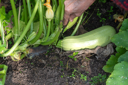 A ripe zucchini under the tops is cut with a knife from a vegetable bed. Cottage, garden, rural.