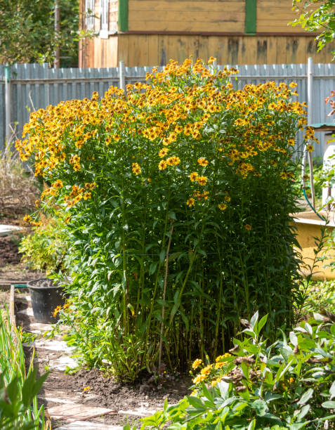 istock A flowerbed with blooming heleniums under bright sunlight in the garden of a cottage. 1680889113