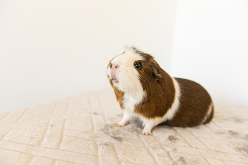 This is a photograph of a pet guinea pig indoors.