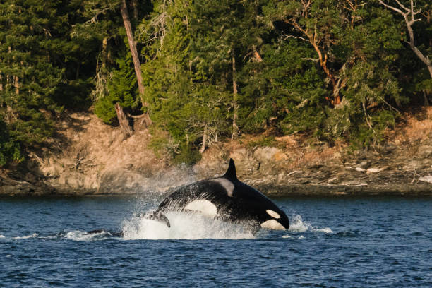 istock Side view of a transient orca breaching during a sea lion hunt 1680899448
