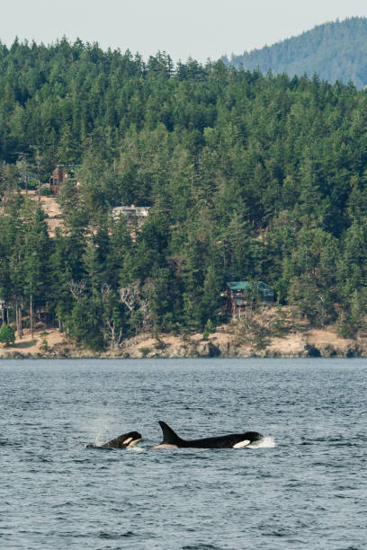 istock A young transient killer whale calf surfacing next to its mom 1680900003
