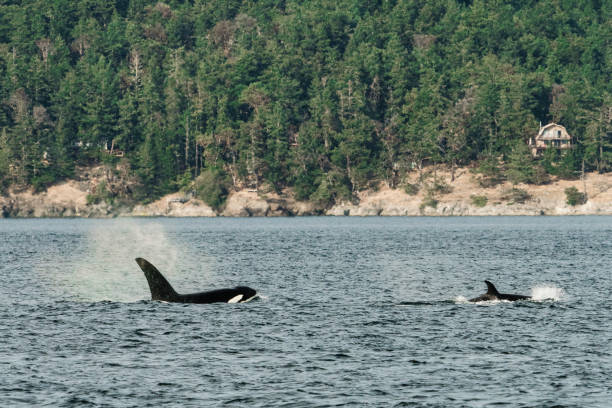 istock Wide view of two Bigg's Killer Whales in Washington State 1680900016