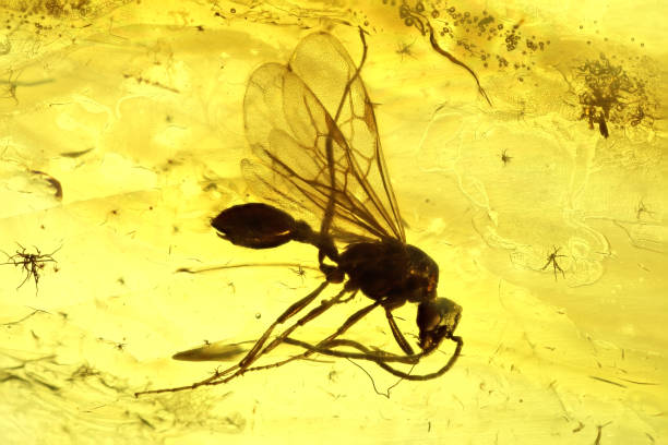 istock winged ant imprisoned in baltic amber 1680908390