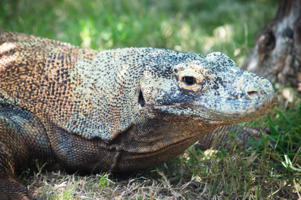 istock side view of komodo dragon head on grass 1680914083