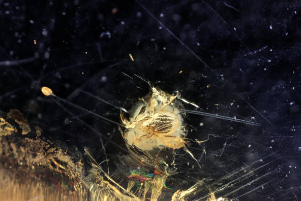 istock moss mite imprisoned in baltic amber 1680917068