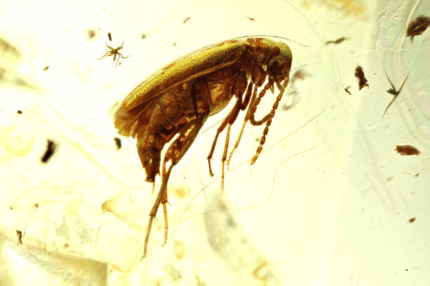 istock marsh beetle imprisoned in baltic amber 1680918133
