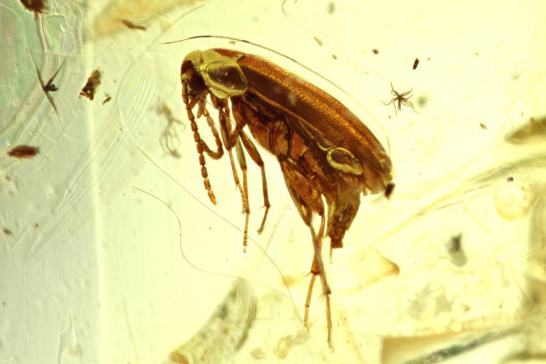 istock marsh beetle imprisoned in baltic amber 1680920388