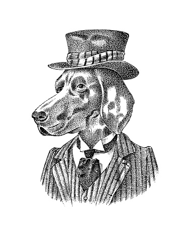 German Shorthaired Pointer. Dog dressed up in suit. Hunting breed. Fashion Animal character in clothes. Hand drawn sketch. Vector engraved illustration for label, logo and T-shirts or tattoo. Vector illustration
