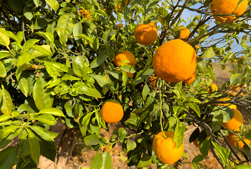 Green orchard full of ripe, organic oranges in China