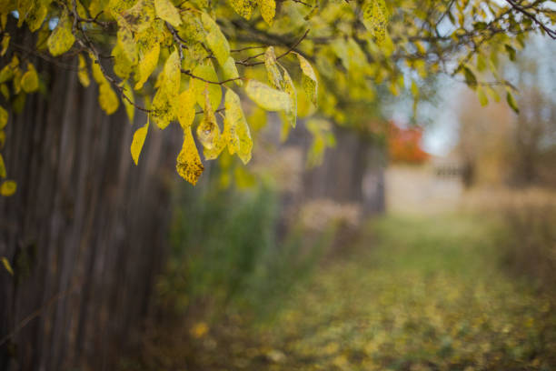 Old wooden fence. Branch with yellow leaves over the fence. The grass is sprinkled with yellow autumn leaves.