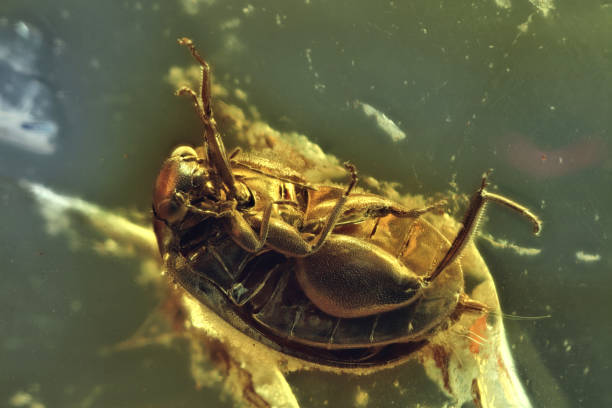 istock marsh beetle imprisoned in baltic amber 1680931469