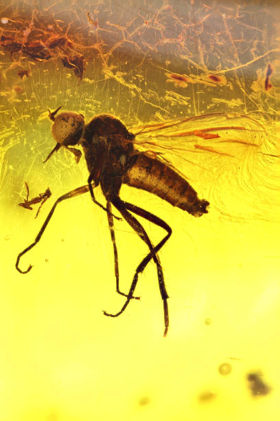 istock long-tailed dance fly imprisoned in baltic amber 1680932866