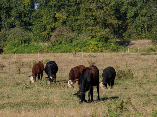 istock Katzie slough in Pitt Meadows 1680934448