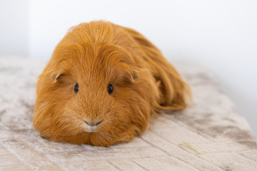 This is a photograph of a pet guinea pig indoors.