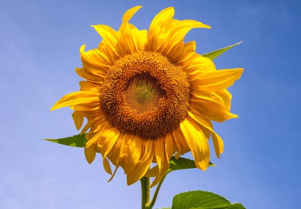 istock Sunflower Head Against Blue Sky 1680940223