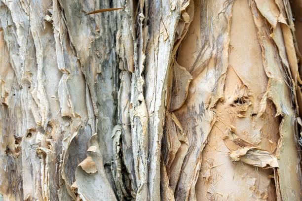 Bark of a white paperbark tree, Melaleuca leucadendra