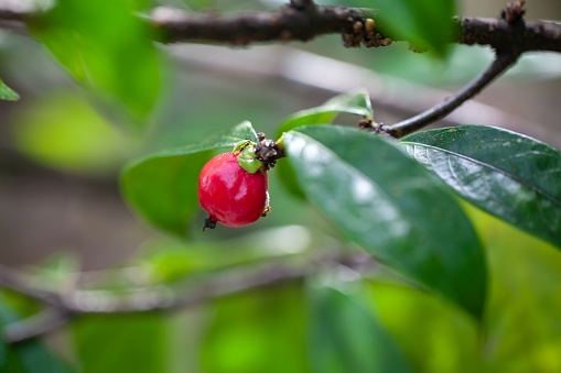 Fruit of a Phaleria Jack tree, Phaleria capitata