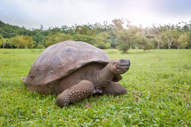 istock Galapagos giant tortoise on the grass, selective focus. 1680960755