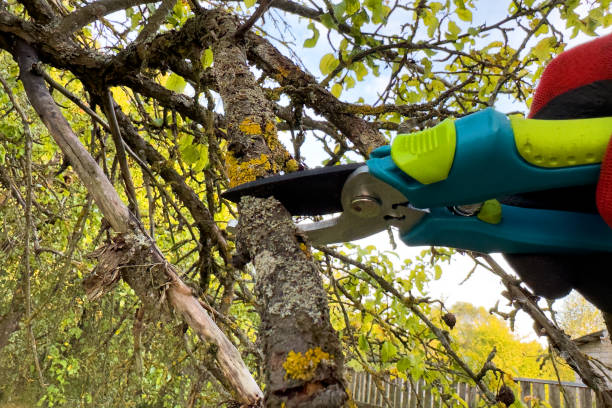istock Cut branch use branch cutter. Cutting branches on apple tree use Garden pruning shears. 1680972414
