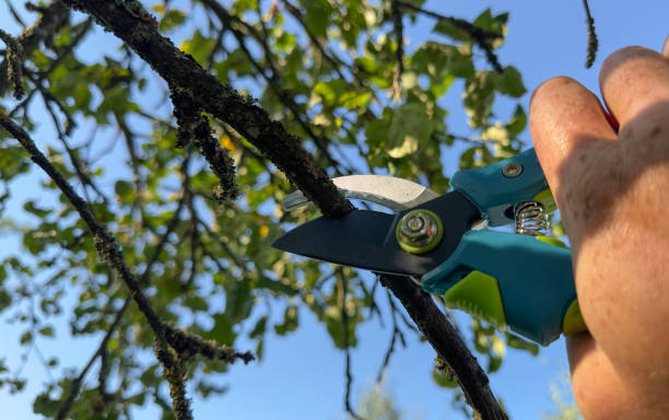 istock Cut branch use branch cutter. Cutting branches on apple tree use Garden pruning shears. 1680972417