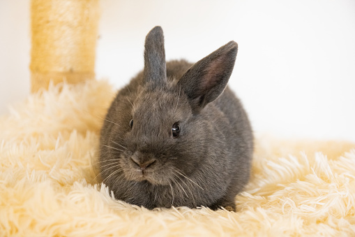 This is a photograph of one pet gray rabbit indoors looking at the camera.