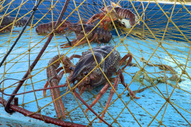 istock Crayfish in fisherman's traps on lake. 1680973465