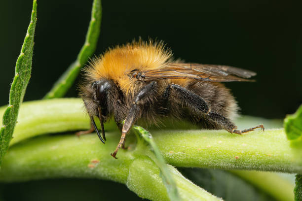 Tree Bumblebee (Bombus hypnorum) sleeping on a stem of a plant on a dark background Tree Bumblebee (Bombus hypnorum) sleeping on a stem of a plant on a dark background bombus hypnorum pictures stock pictures, royalty-free photos & images