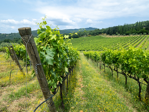 Albola, Italy - June 28 2023: Vineyard near Albola, Tuscany, in Chianti region