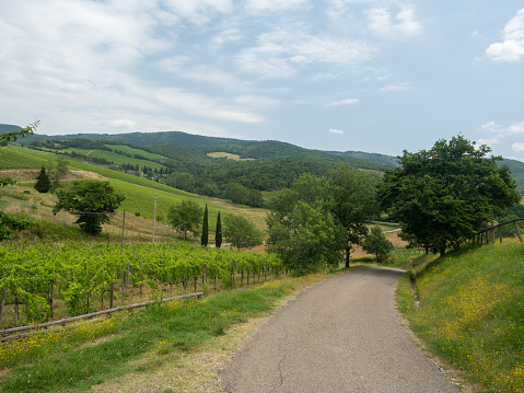 Vineyard near Albola, Tuscany, in Chianti region.