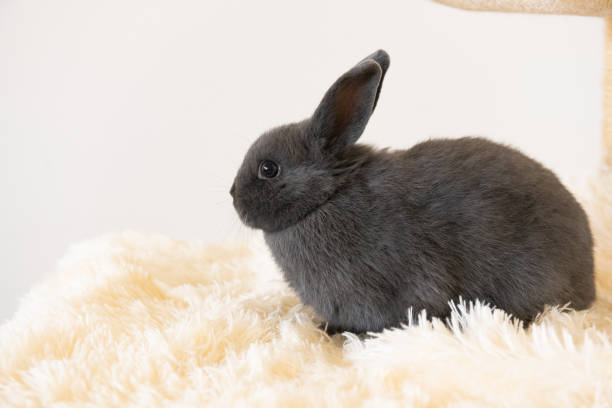 This is a photograph of one pet gray rabbit indoors looking at the camera.
