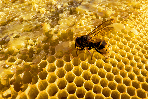A Greek beekeeper is working with his hives to collect the honey. He is lifting a tray full of honeycomb out of the box. Image taken on Lemnos island. The bushes surrounding the boxes are Thyme.