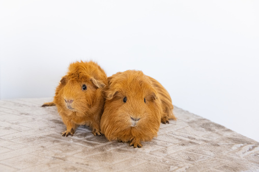 This is a photograph of two pet guinea pig indoors.