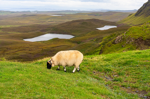 Sheep of typical breed of Scotland, grazing quietly in the green meadows of Quiraing, Skye