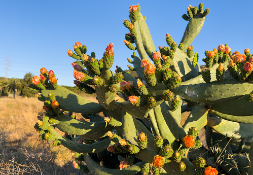 Cactus with flowers close-up. Green cactus field landscape. Cactuses with yoke in Spain rural. Flower on Cacti. Cactuses in nature. Cactus closeup green background. Green plant in Texas, Arizona