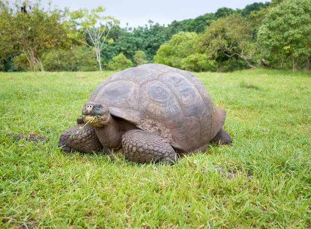 istock Galapagos giant tortoise eating grass, selective focus, Galapagos Islands, Ecuador. 1680999413