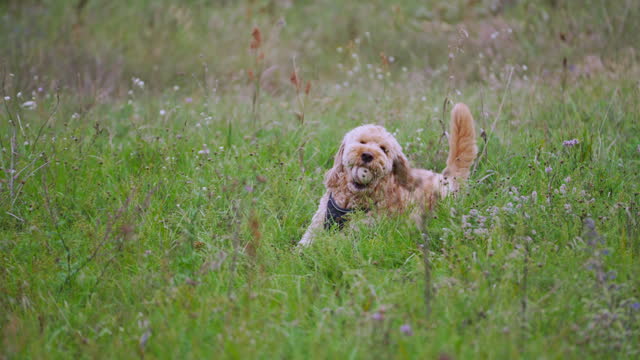 Active Goldendoodle Dog Found Baseball Ball in a Grass and Gnaws it